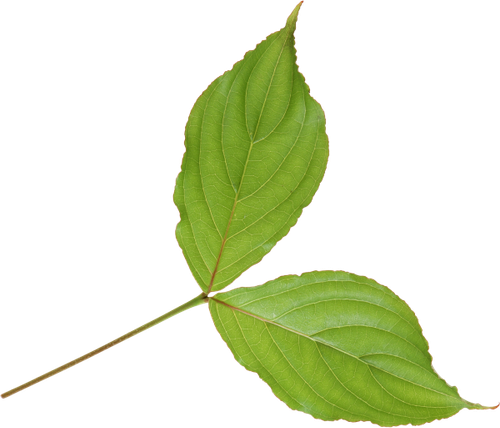 SS PinkPeppernint Elements (151).png