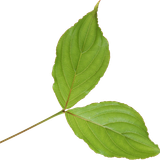 SS PinkPeppernint Elements (151)