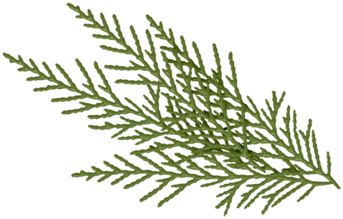 SS PinkPeppernint Elements (148).png