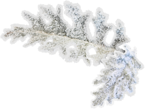 SS PinkPeppernint Elements (158).png