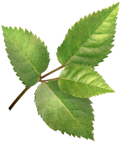 SS PinkPeppernint Elements (149).png