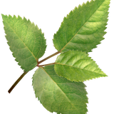 SS PinkPeppernint Elements (149)