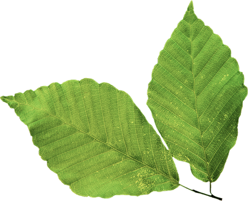 SS PinkPeppernint Elements (155).png