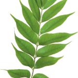 SS PinkPeppernint Elements (152).png