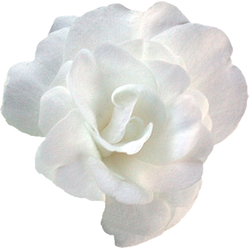 WS Element (109).png