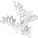 WS Element (123)