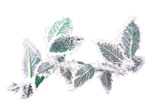 WS Element (128).png