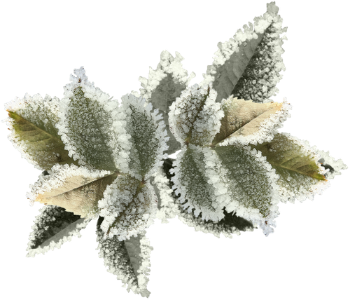 WS Element (132).png