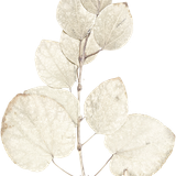 WS Element (130).png