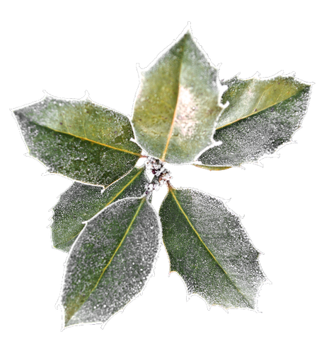 WS Element (133).png