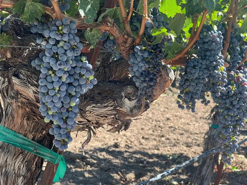 Napa Sonoma Valley Wine Tour Driver: Best Winery Tours Sonoma and Napa.png