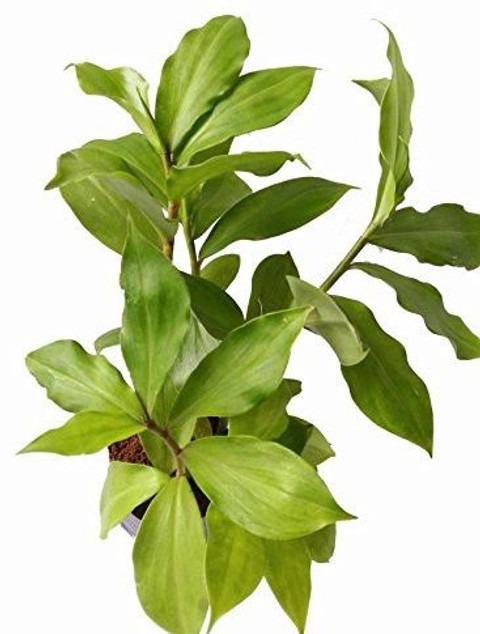 gardens ayurvedic insulin plant.jpg