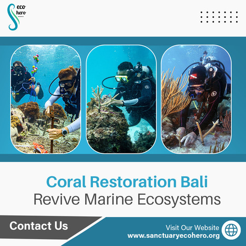Coral Restoration Bali – Revive Marine Ecosystems.jpg