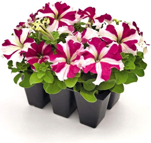 60 petunia flower plant seeds fo.jpg