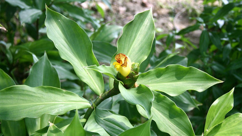 insulin plant flower leaves natu.jpg