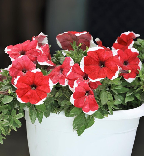 petunia flower plant.jpg