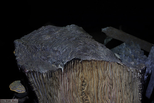 013 Radagast in Rhosgobel.jpg