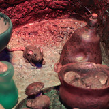 023 Radagast in Rhosgobel