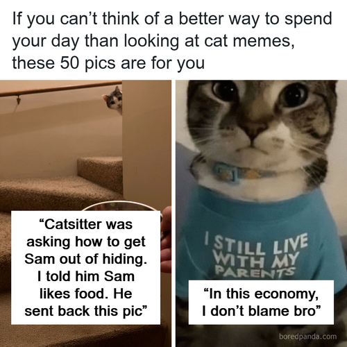 cute cat memes pics postyourcats.png