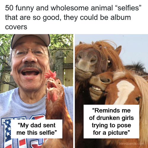 cute funny animal selfies.png