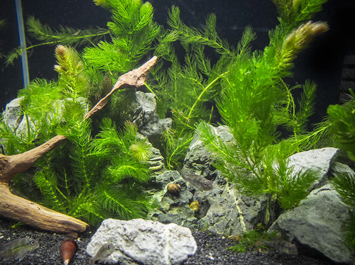 Premium Aquarium Plants & Live Aquatic Plants | Aqua Essentials UK.png