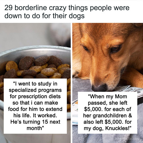 most insane dog mom things sharing.jpg