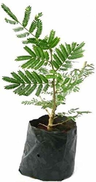 no perennial yes hybrid shami fl.jpg