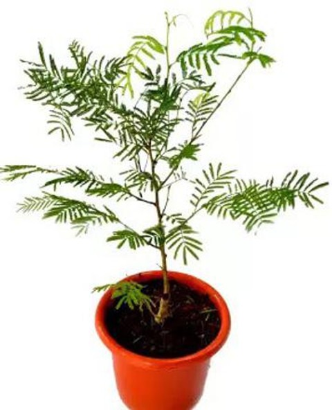 no perennial yes shami jand vann.jpg