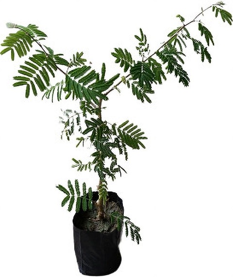 no perennial no shami live plant.jpg