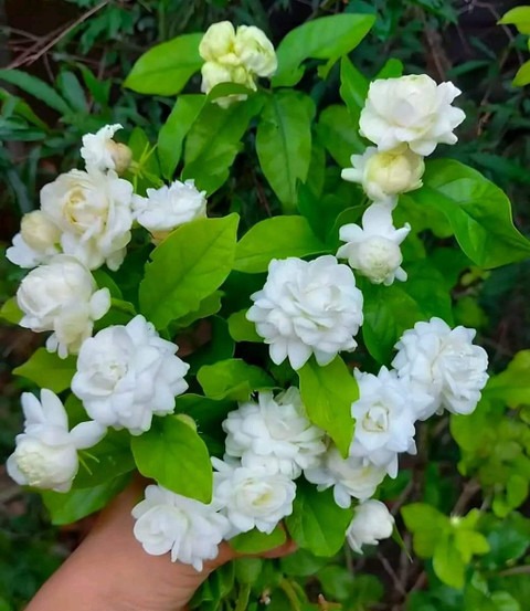 no perennial yes maa anandayamoi.jpg