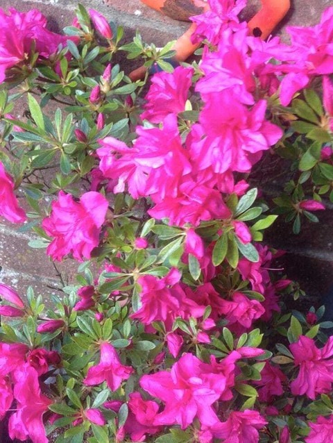 no perennial yes azalea flower p.jpg