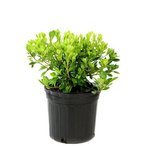 national plant network shrubs bu.jpg