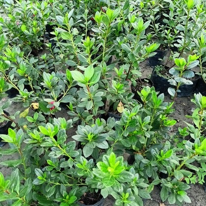 online plant bazar pink azalea f (1).jpg