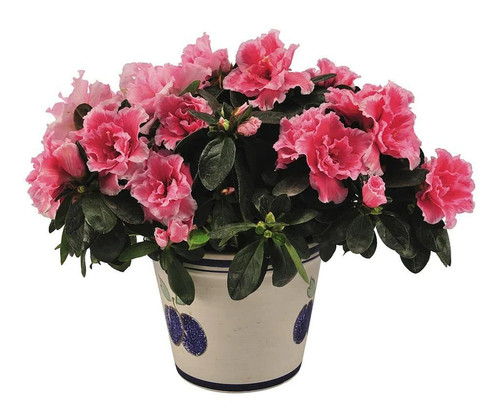 online plant bazar pink azalea f.jpg