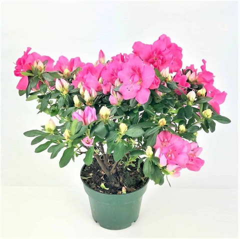 no perennial yes rare azalea flo.jpg