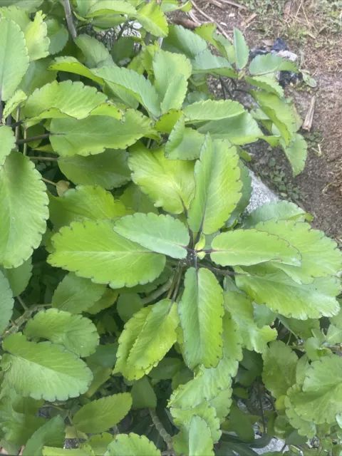 RARE KALANCHOE PINNATA miracle leaf air plants Bryophyllum Pinnatum 4 plant • $24 99.jpg