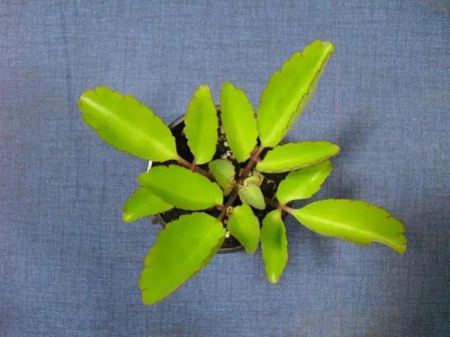 Kalanchoe Pinnata Plant, Live Rooted, 4 to 6 Inches Tall.jpg