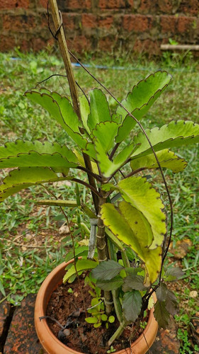 Kalanchoe pinnata plant.jpg