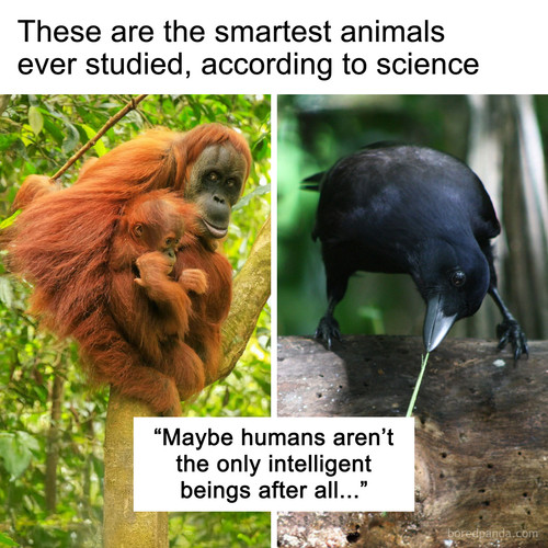 smartest animals.jpg