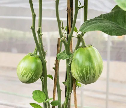 farmgokart 60 seed pack of brinj (1).jpg