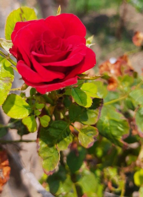 no perennial yes red rose live p.jpg