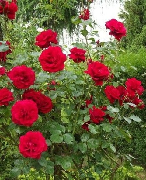 no perennial yes red rose flower.jpg