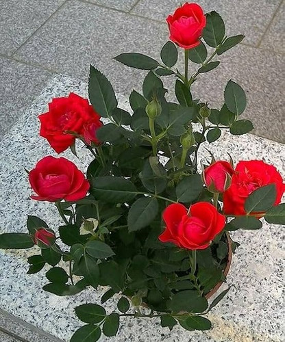 71qXniedBlL. AC UF1000,1000 QL80.jpg