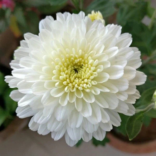 DwarfWhiteChrysanthemumFlowering.jpg