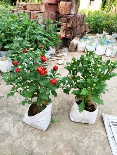 product jpeg 500x500.jpg