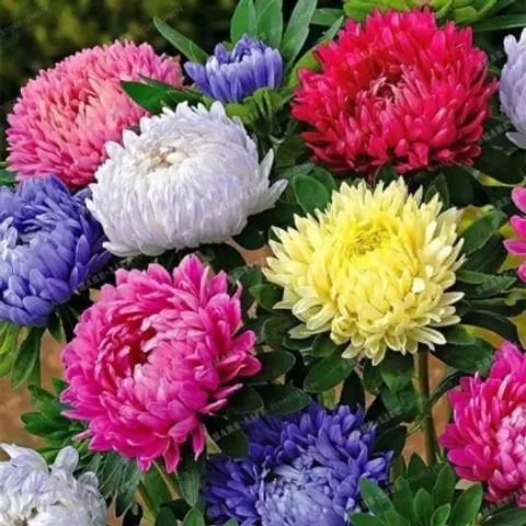 42 chrysanthemum flower seeds ch.jpg
