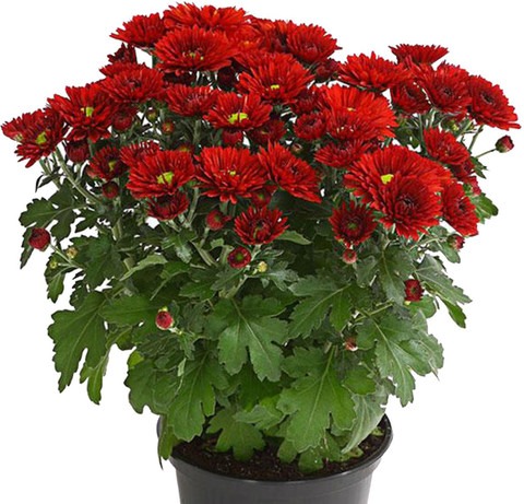 no perennial yes guldavari chrys.jpg