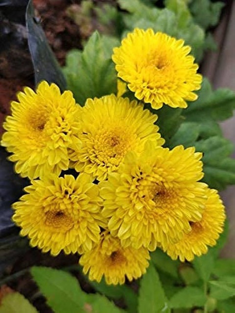 90 1chrysanthemum flower seeds y.jpg
