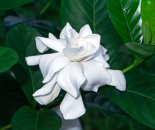 no perennial yes gardenia gandha.jpg