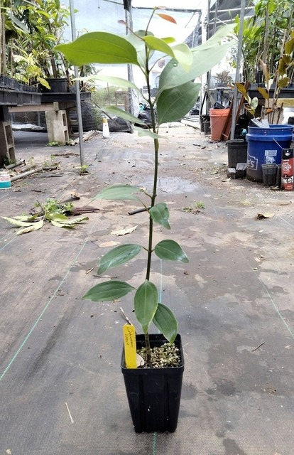 no annual no indian bay leaves m.jpg